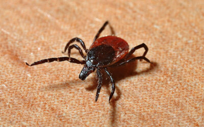 Tick-Borne Illnesses on the Rise in Pittsburgh: Here’s How to Prevent Infection