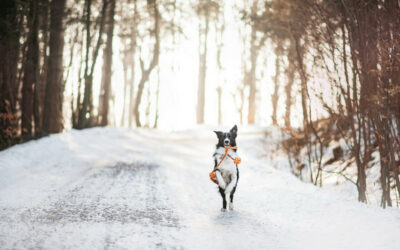 Cold Weather Checklist to Keep Your Pets Safe This Winter