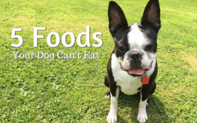 5 Lesser-Known Foods That Are Dangerous to Your Dog